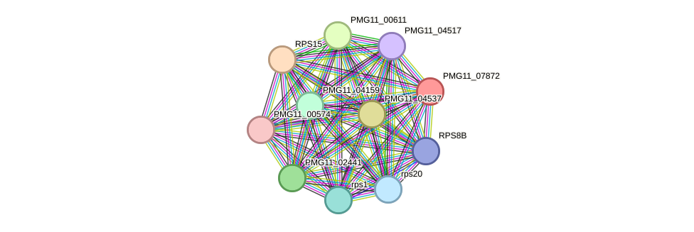 STRING protein interaction network