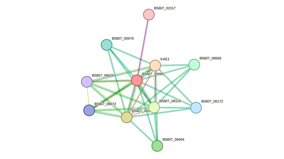 STRING protein interaction network