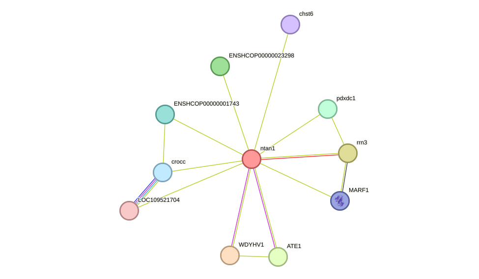 STRING protein interaction network