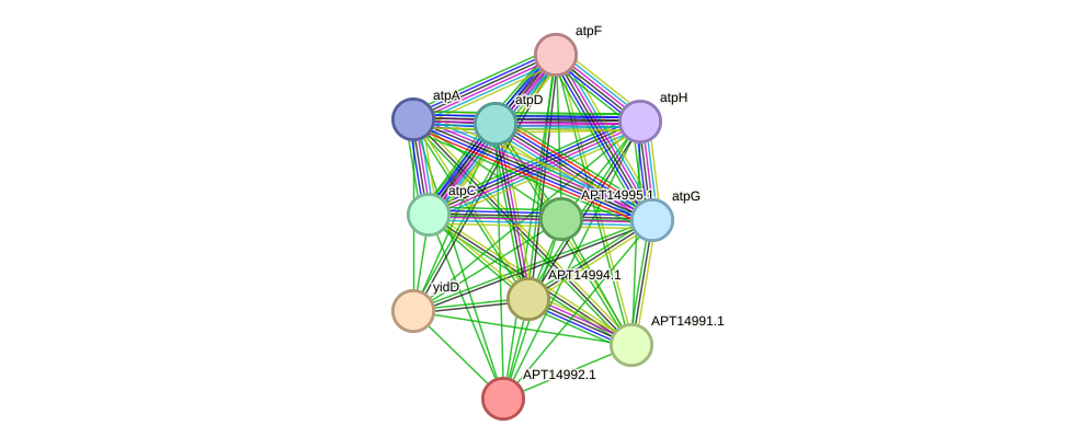 STRING protein interaction network