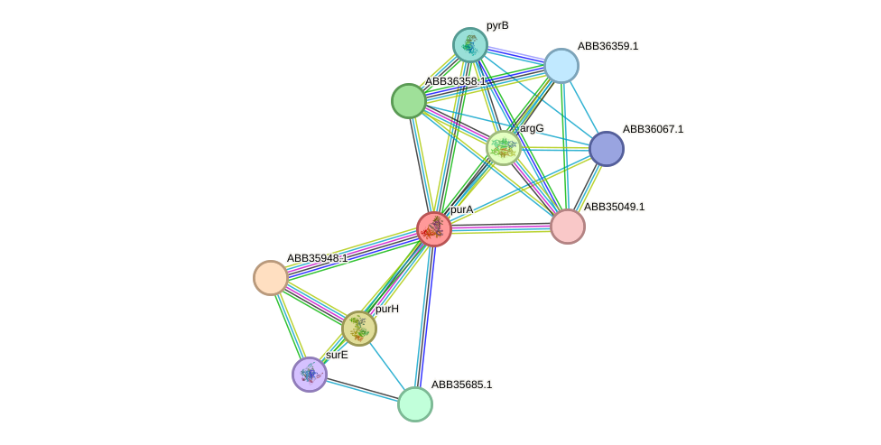 STRING protein interaction network