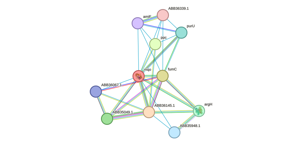 STRING protein interaction network