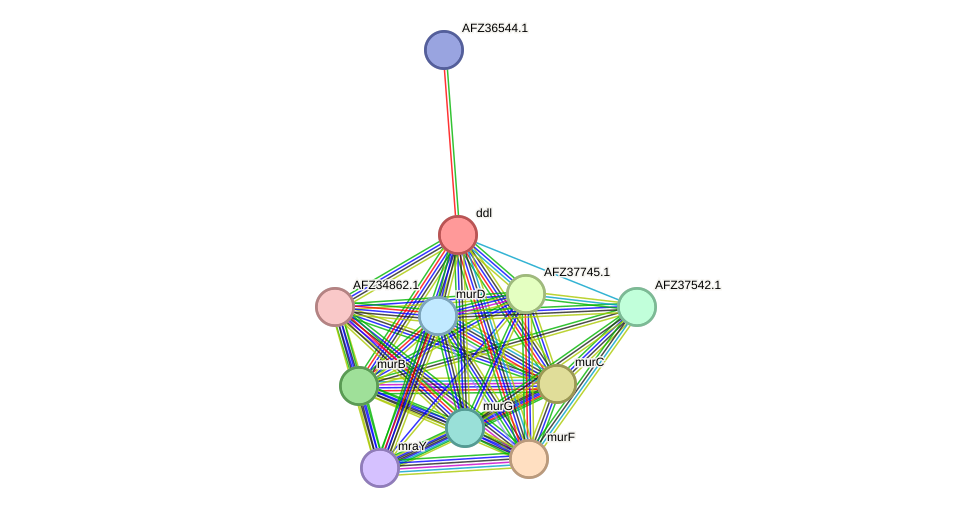 STRING protein interaction network