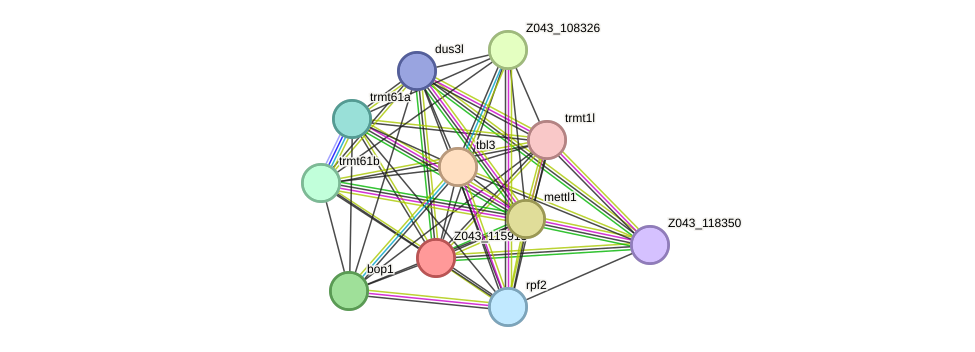 STRING protein interaction network