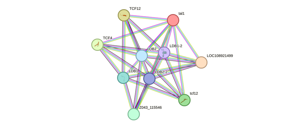 STRING protein interaction network