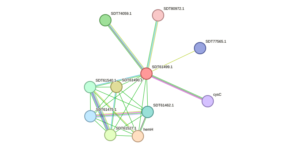 STRING protein interaction network