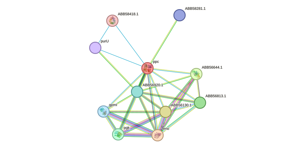 STRING protein interaction network