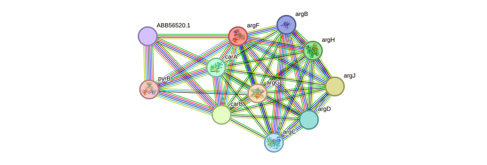 STRING protein interaction network