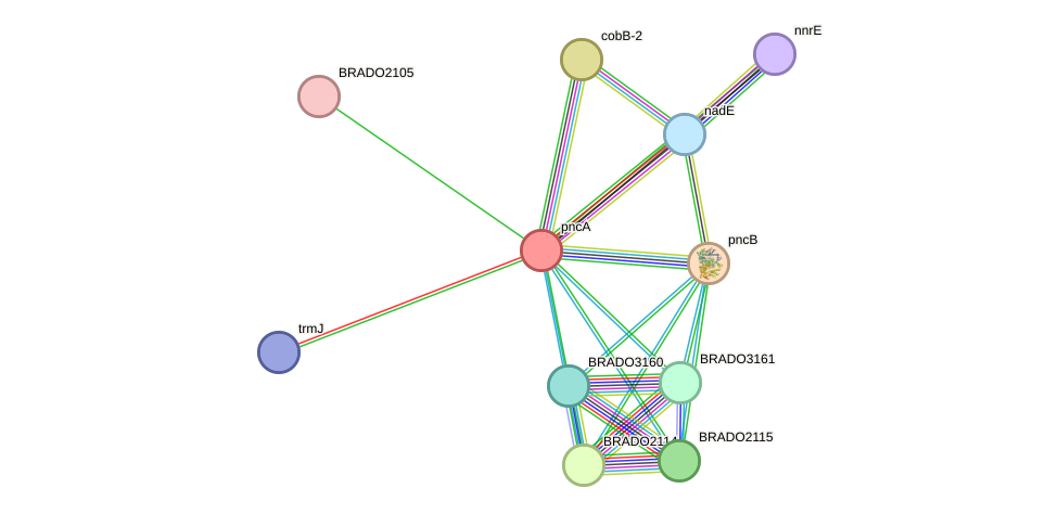 STRING protein interaction network