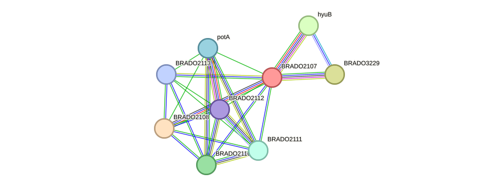 STRING protein interaction network