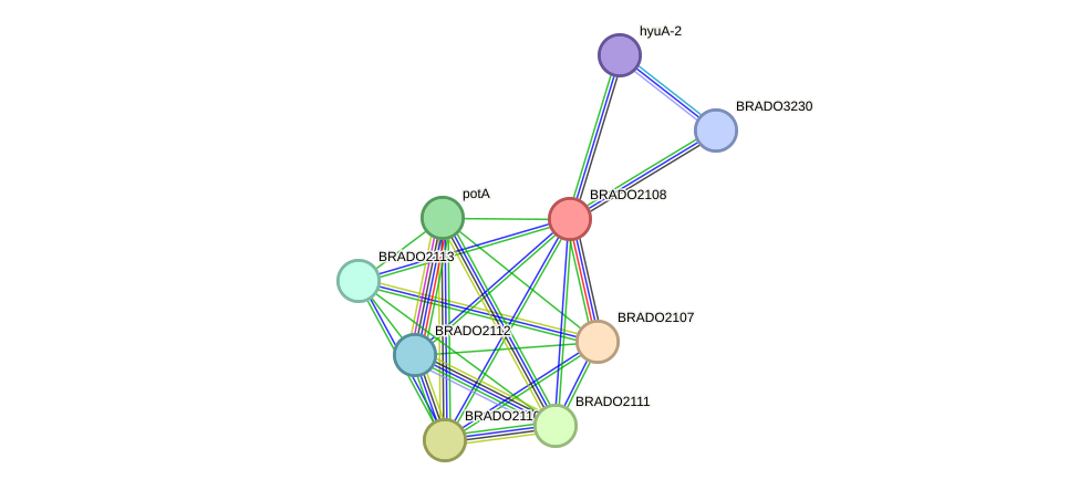 STRING protein interaction network