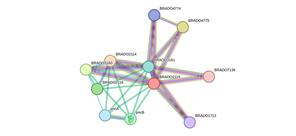 STRING protein interaction network