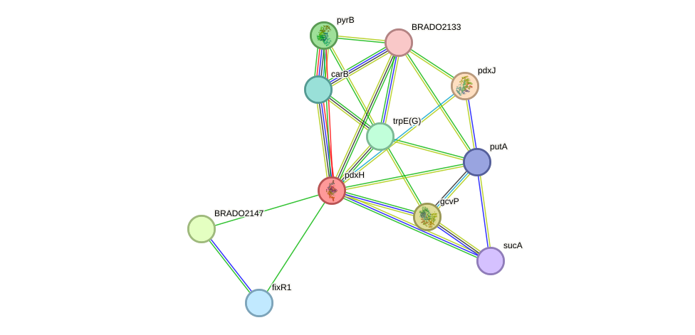 STRING protein interaction network