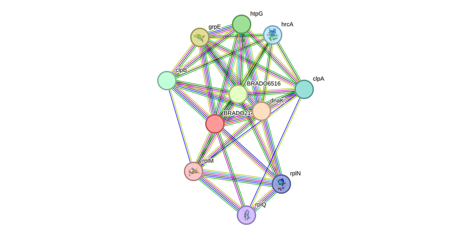 STRING protein interaction network