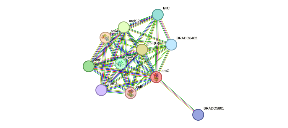 STRING protein interaction network