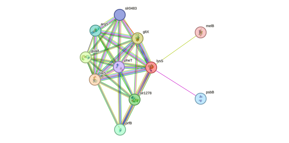 STRING protein interaction network