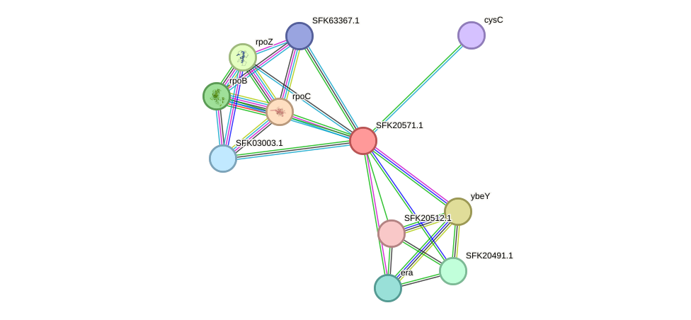 STRING protein interaction network