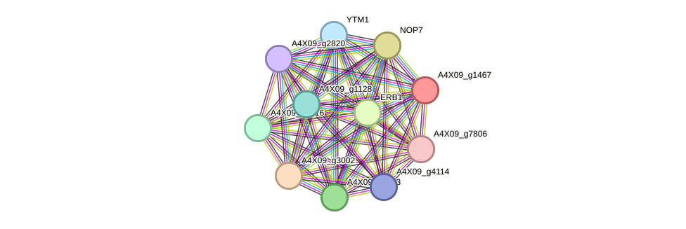 STRING protein interaction network