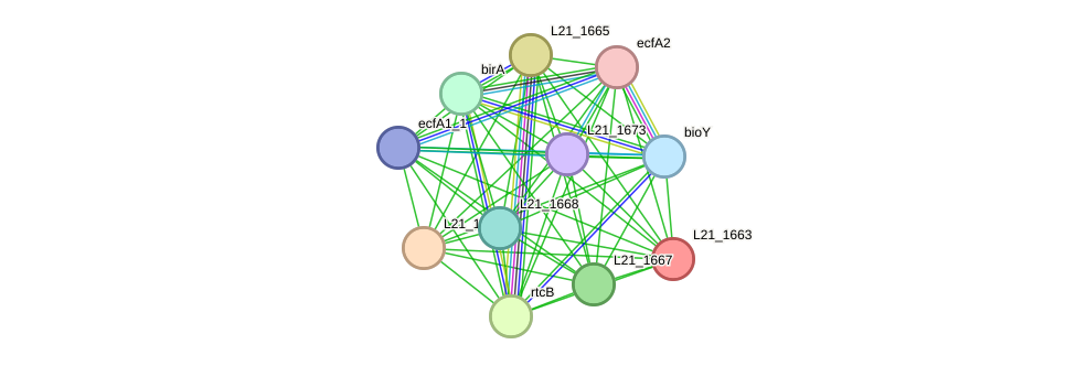 STRING protein interaction network