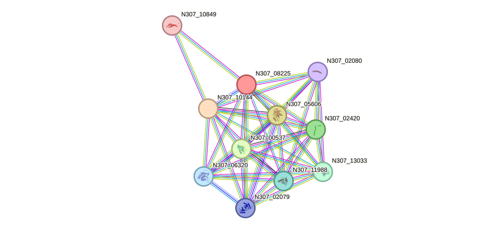 STRING protein interaction network