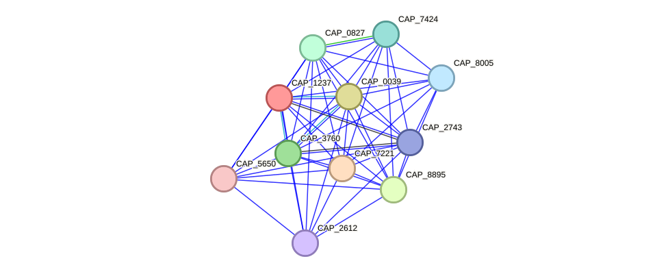 STRING protein interaction network