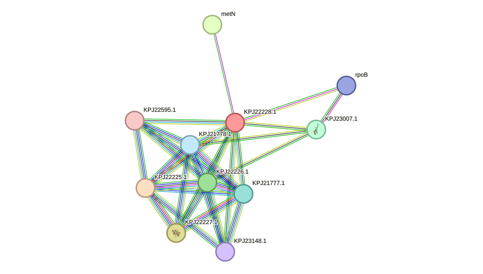 STRING protein interaction network