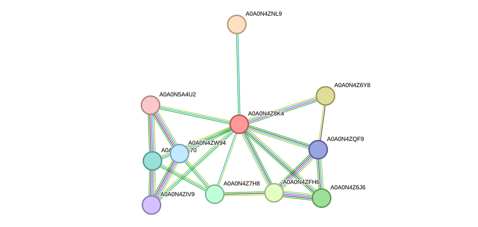 STRING protein interaction network