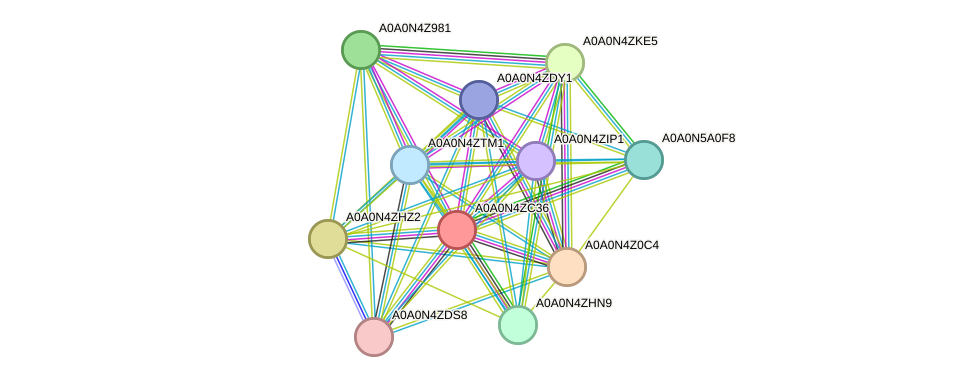 STRING protein interaction network