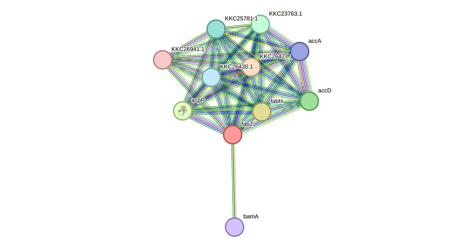 STRING protein interaction network