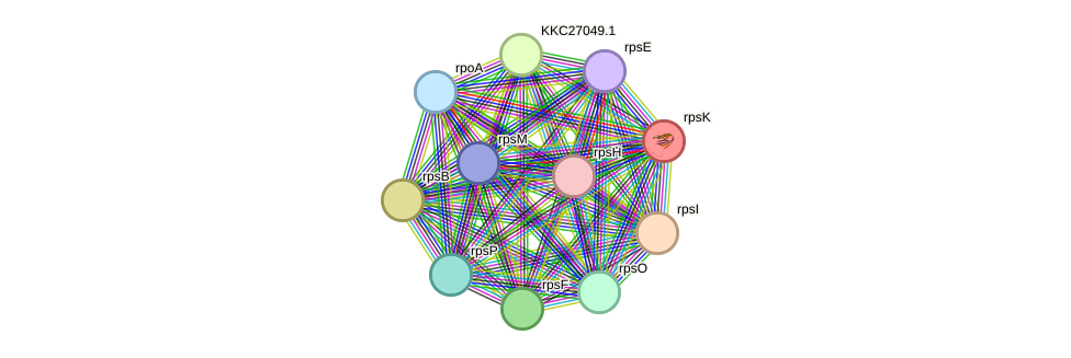 STRING protein interaction network