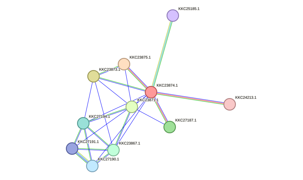 STRING protein interaction network