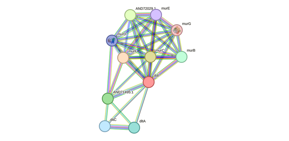 STRING protein interaction network