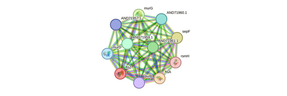 STRING protein interaction network