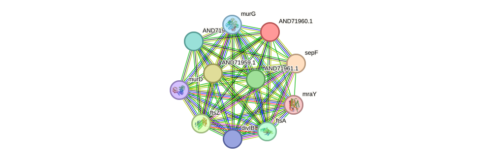 STRING protein interaction network