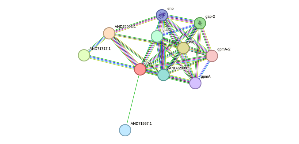 STRING protein interaction network