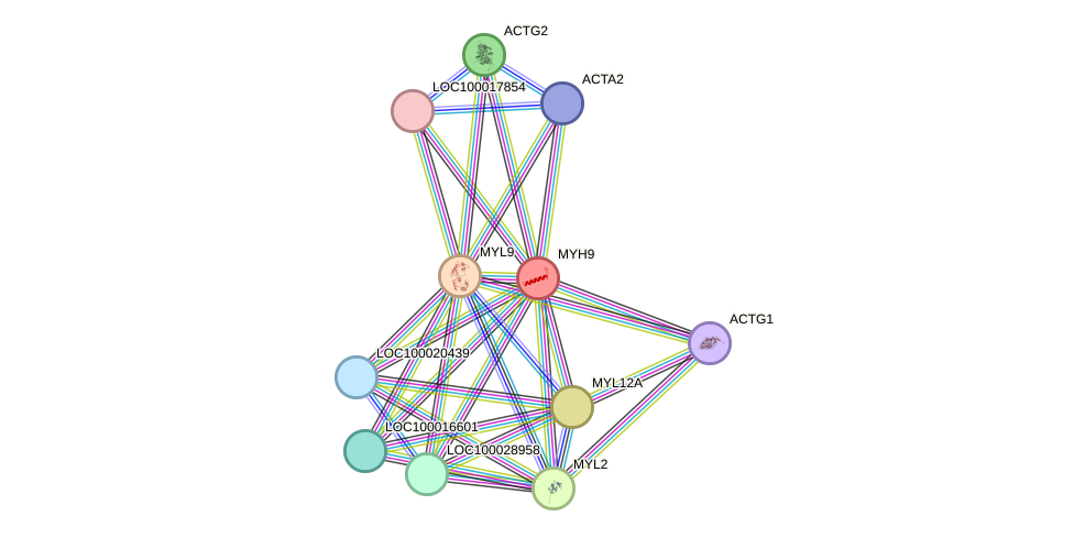 STRING protein interaction network