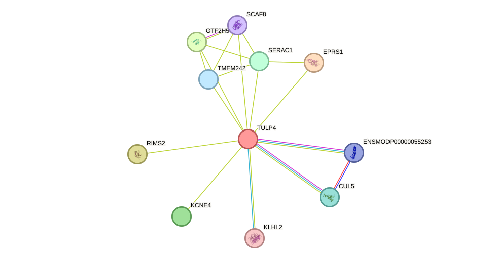 STRING protein interaction network