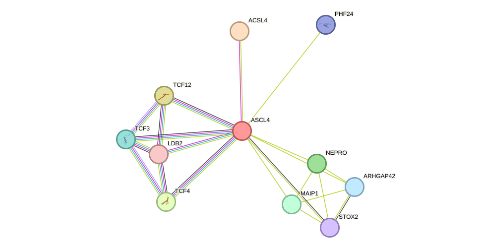 STRING protein interaction network