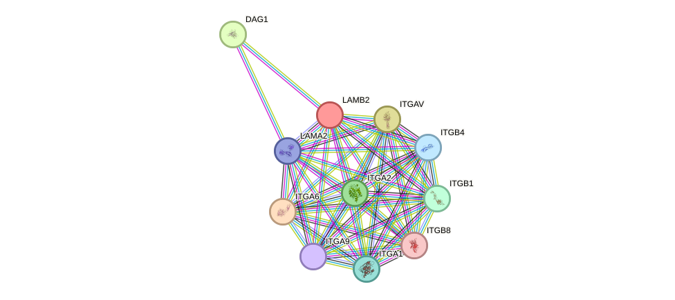 STRING protein interaction network