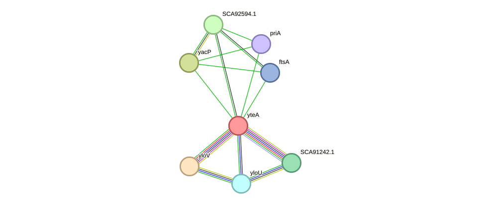 STRING protein interaction network