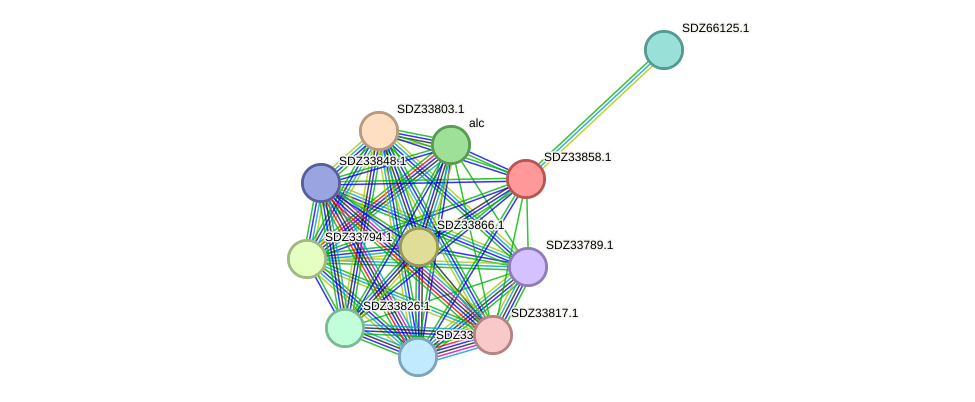 STRING protein interaction network