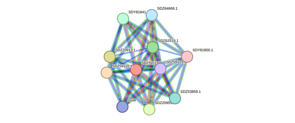 STRING protein interaction network