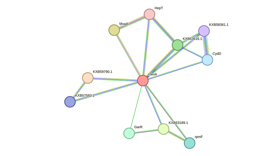 STRING protein interaction network