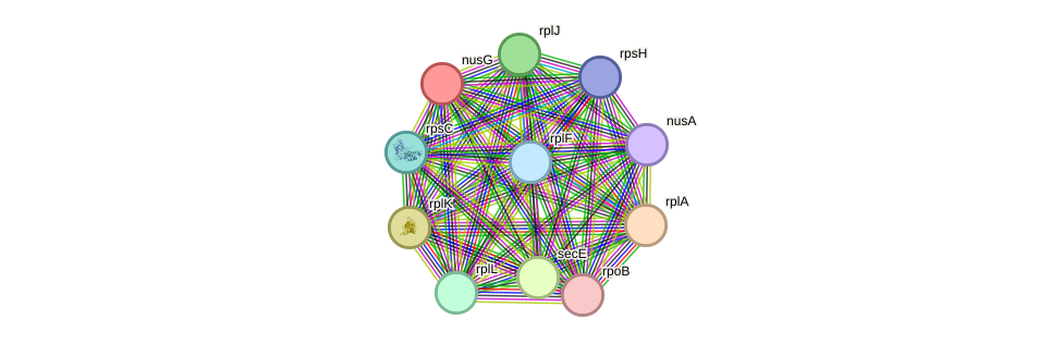 STRING protein interaction network