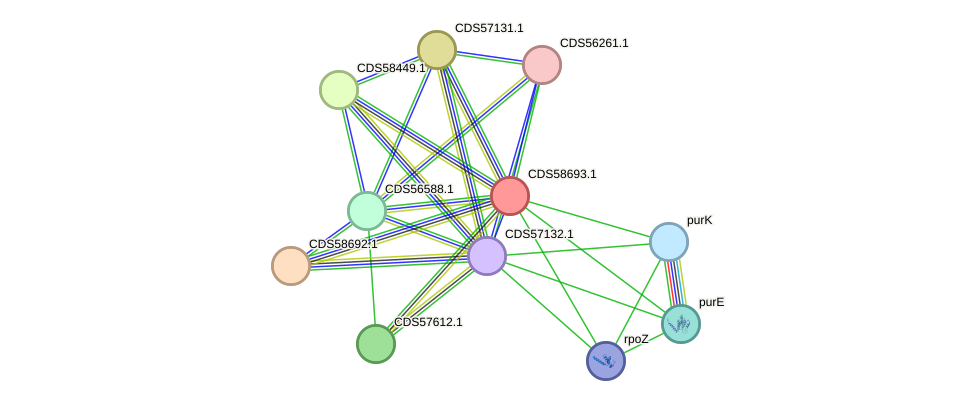STRING protein interaction network