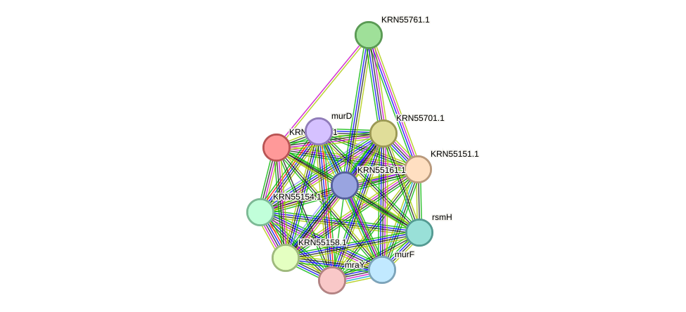 STRING protein interaction network