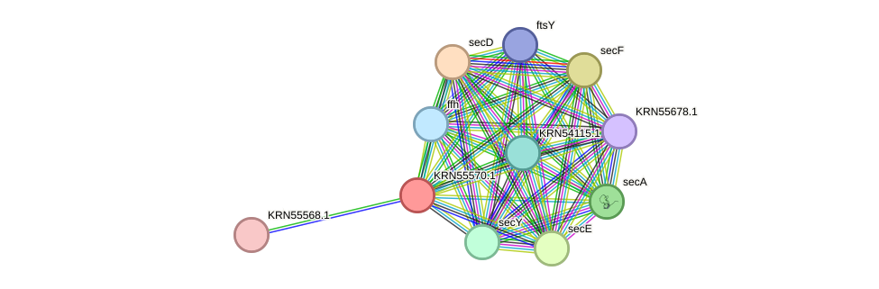 STRING protein interaction network