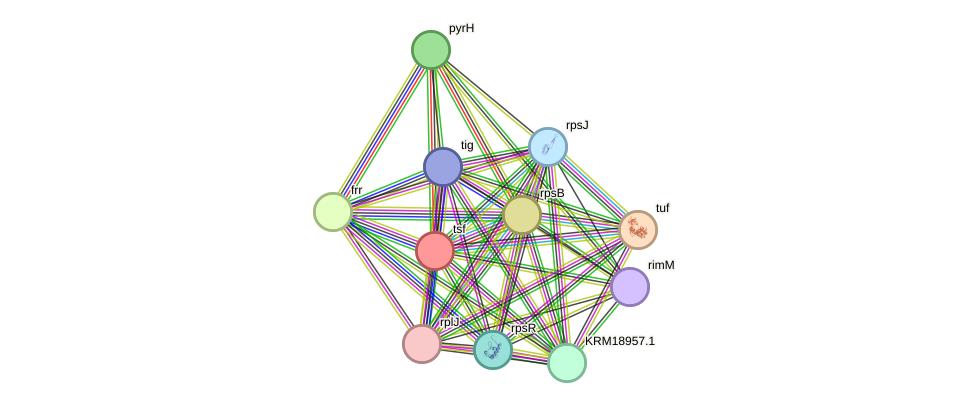 STRING protein interaction network