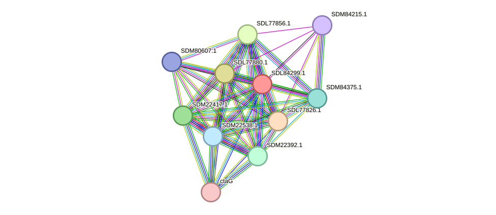 STRING protein interaction network