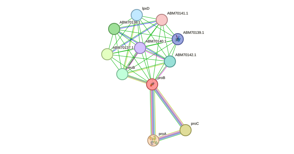 STRING protein interaction network